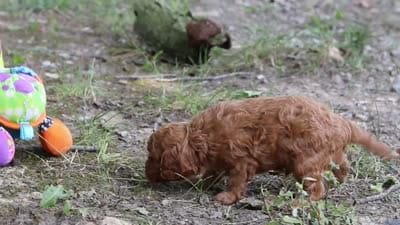 Victor, a male Cavapoo for sale in Dundee, OH – 10 of 10