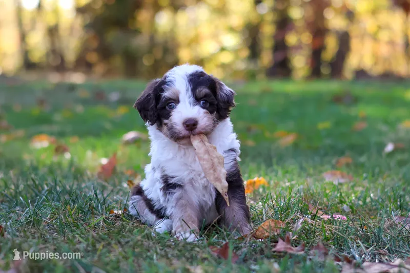 Rosie – Bernedoodle puppy for sale in Dundee, OH