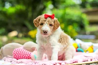 AKC Willow, a female Poodle - Standard  for sale in Dundee, OH – 3 of 8