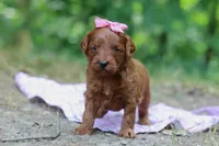 Skye, a female Miniature Goldendoodle for sale in Dundee, OH – 5 of 7