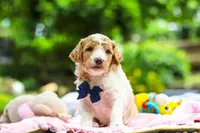 AKC Bluey, a male Poodle - Standard  for sale in Dundee, OH – 3 of 8