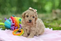 AKC Roxie, a female Poodle - Toy  for sale in Dundee, OH – 9 of 10