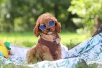 Victor, a male Cavapoo for sale in Dundee, OH – 9 of 10