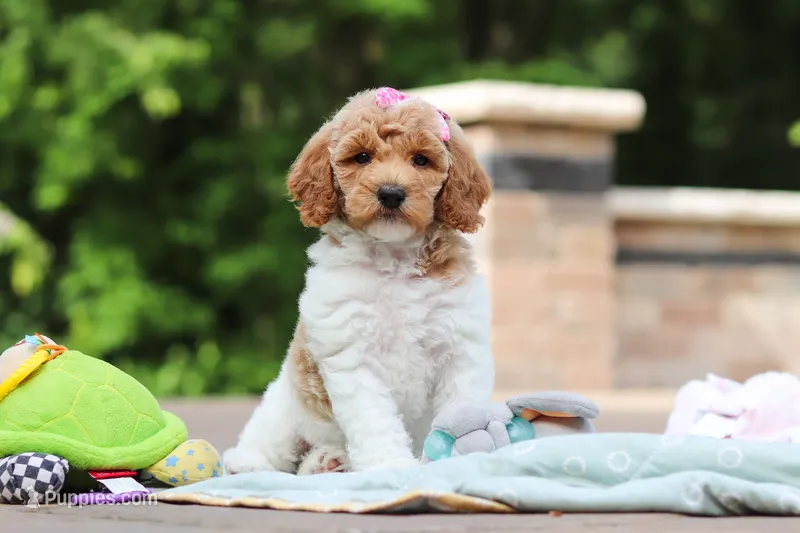 AKC Zoey – Poodle - Standard  puppy for sale in Dundee, OH