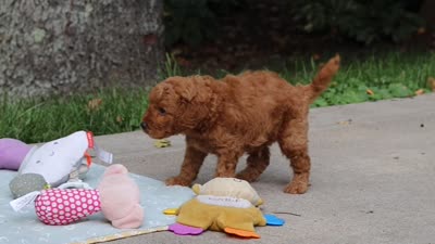 Bluey, a male Goldendoodle for sale in Dundee, OH – 7 of 7