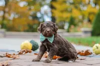 Nemo, a male Bernedoodle for sale in Dundee, OH – 1 of 8