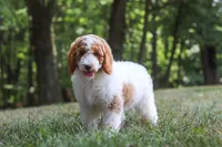 AKC Blossom, a female Poodle - Multi-Colored Standard and Poodle - Standard  for sale in Dundee, OH – 2 of 10