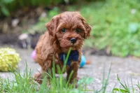 Sparky, a male Miniature Goldendoodle for sale in Dundee, OH – 7 of 10