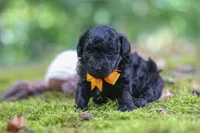 AKC Wilson, a male Poodle - Toy  for sale in Dundee, OH – 7 of 9
