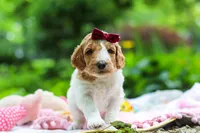 AKC Millie, a female Poodle - Standard  for sale in Dundee, OH – 3 of 10