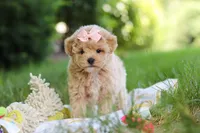 Taylor, a female Maltipoo for sale in Dundee, OH – 1 of 10