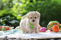 Kobe, a male Maltipoo for sale in Dundee, OH – 4 of 8