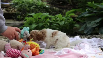 AKC Zoey, a female Poodle - Standard  for sale in Dundee, OH – 9 of 9