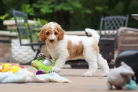 AKC Millie, a female Poodle - Standard  for sale in Dundee, OH – 2 of 10