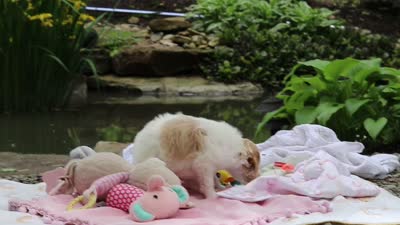 AKC Willow, a female Poodle - Standard  for sale in Dundee, OH – 8 of 8