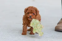Grace, a female Poodle - Toy  for sale in Dundee, OH – 6 of 9