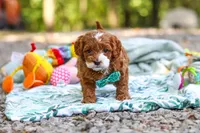 Cooper, a male Cavapoo for sale in Dundee, OH – 7 of 10