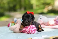 Everly, a female Miniature Dachshund for sale in Dundee, OH – 8 of 10