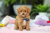 Atlas, a male Cavapoo for sale in Dundee, OH – Photo 4 of 5