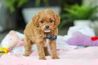 Atlas, a male Cavapoo for sale in Dundee, OH – Photo 2 of 5