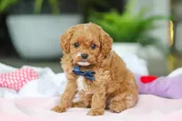 Atlas, a male Cavapoo for sale in Dundee, OH – Photo 3 of 5
