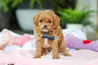 Atlas, a male Cavapoo for sale in Dundee, OH – Photo 1 of 5