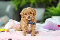 Atlas, a male Cavapoo for sale in Dundee, OH – Photo 5 of 5