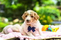 AKC Bluey, a male Poodle - Standard  for sale in Dundee, OH – 6 of 8