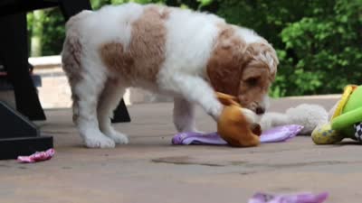 AKC Nash, a male Poodle - Standard  for sale in Dundee, OH – 10 of 10