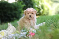 Taylor, a female Maltipoo for sale in Dundee, OH – 10 of 10