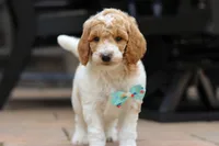 AKC Nash, a male Poodle - Standard  for sale in Dundee, OH – 4 of 10