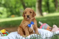 AKC Blaze, a male Poodle - Standard  for sale in Dundee, OH – 4 of 8