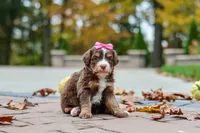 Honey, a female Bernedoodle for sale in Dundee, OH – 4 of 8