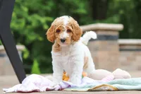 AKC Millie, a female Poodle - Standard  for sale in Dundee, OH – 4 of 10