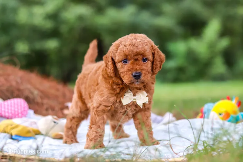 Bluey – Goldendoodle puppy for sale in Dundee, OH