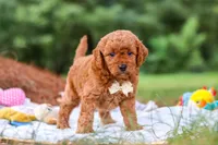Bluey, a male Goldendoodle for sale in Dundee, OH – 1 of 7