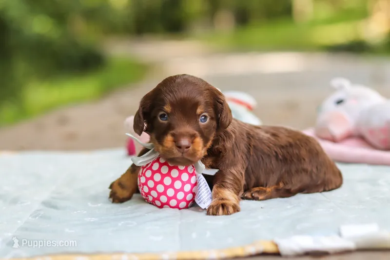 Maverick – Miniature Dachshund puppy for sale in Dundee, OH