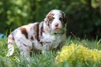 Wyatt, a male Bernedoodle for sale in Dundee, OH – 7 of 10