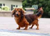 AKC Alex, a male Miniature Dachshund for sale in Dundee, OH – 4 of 6