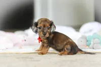 AKC Oscar, a male Miniature Dachshund for sale in Dundee, OH – 4 of 8