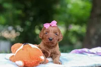 Jovie, a female Miniature Goldendoodle for sale in Dundee, OH – 2 of 6