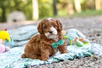 Cooper, a male Cavapoo for sale in Dundee, OH – 10 of 10