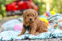 Wally, a male Cavapoo for sale in Dundee, OH – 9 of 10