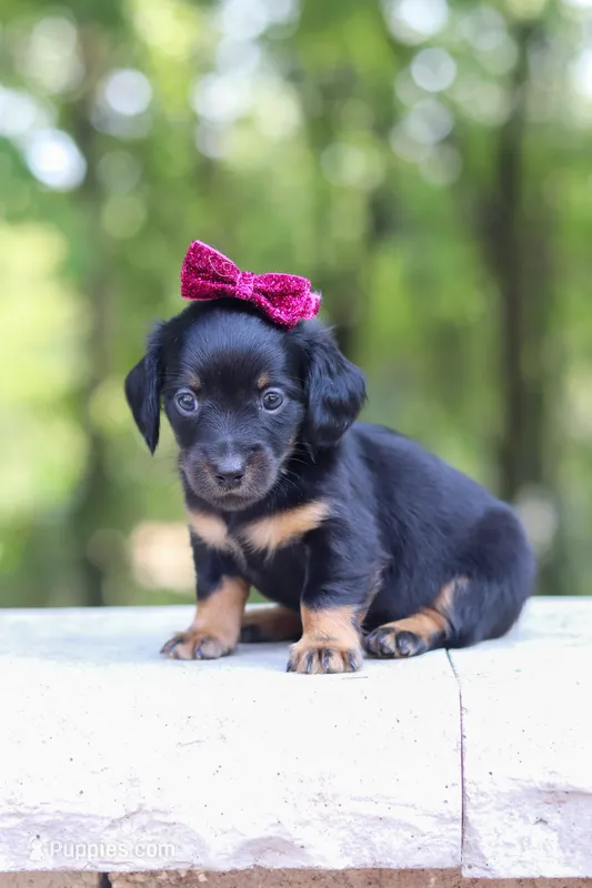 AKC Everly – Miniature Dachshund puppy for sale in Dundee, OH
