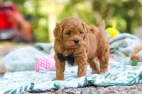 Wally, a male Cavapoo for sale in Dundee, OH – 7 of 10