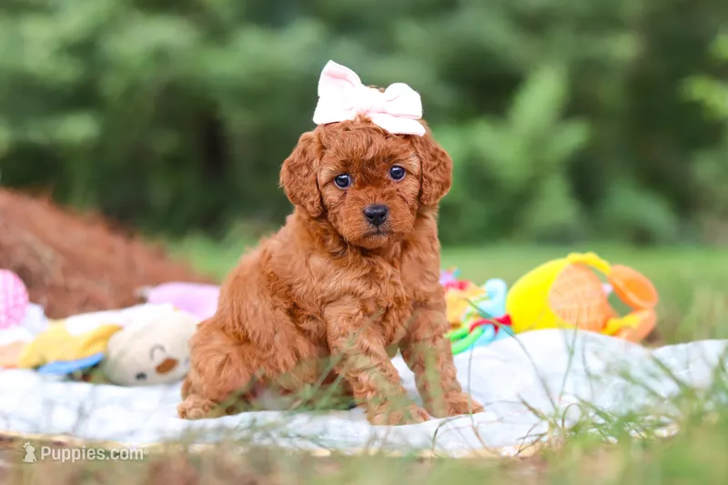 Bella – Goldendoodle puppy for sale in Dundee, OH