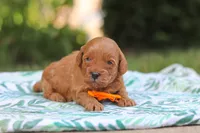 Hunter, a male Miniature Goldendoodle for sale in Dundee, OH – 5 of 10