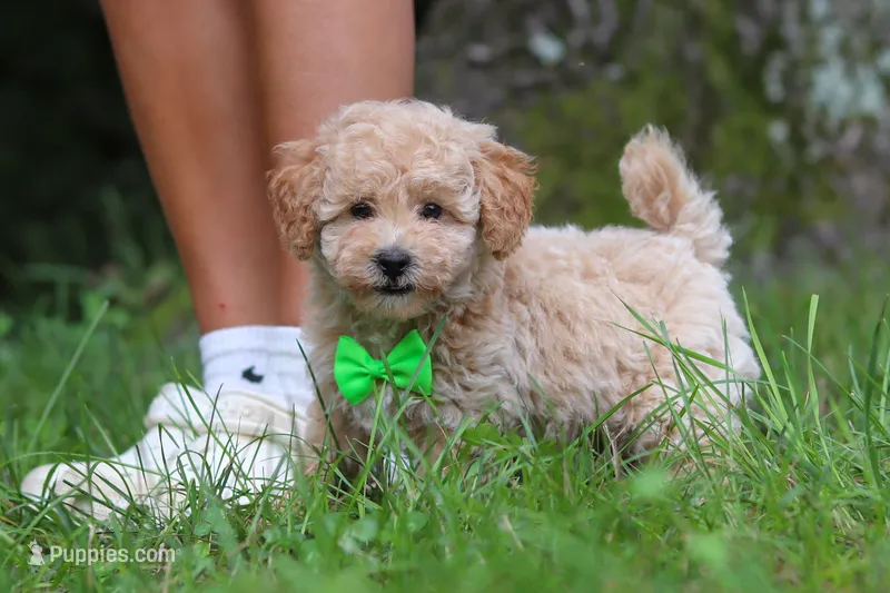 AKC Kent – Poodle - Toy  puppy for sale in Dundee, OH