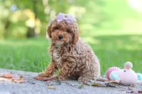 Jodi, a female Poodle - Toy  for sale in Dundee, OH – 7 of 9