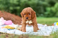 Bluey, a male Goldendoodle for sale in Dundee, OH – 5 of 7